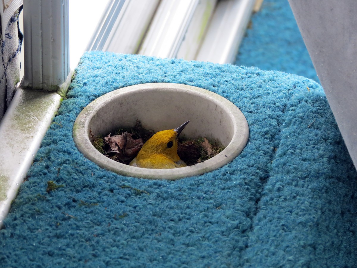 Prothonotary Warbler - Anna Wittmer