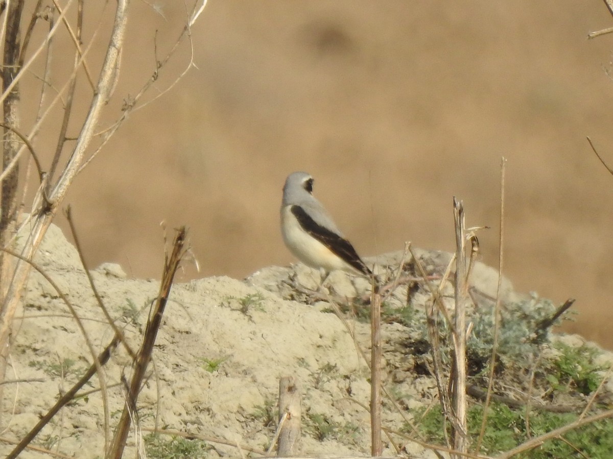 Northern Wheatear - Philip Steiner