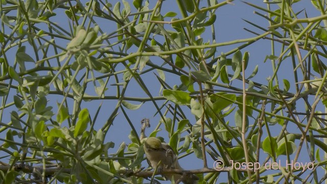 Pájaro Moscón Sudanés - ML555515871