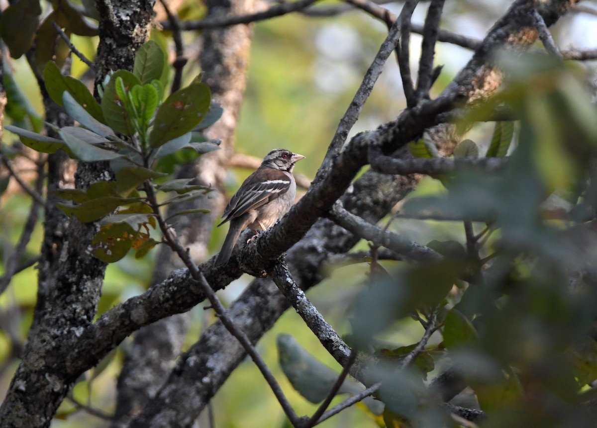 Chestnut-backed Sparrow-Weaver - Gabriel Jamie