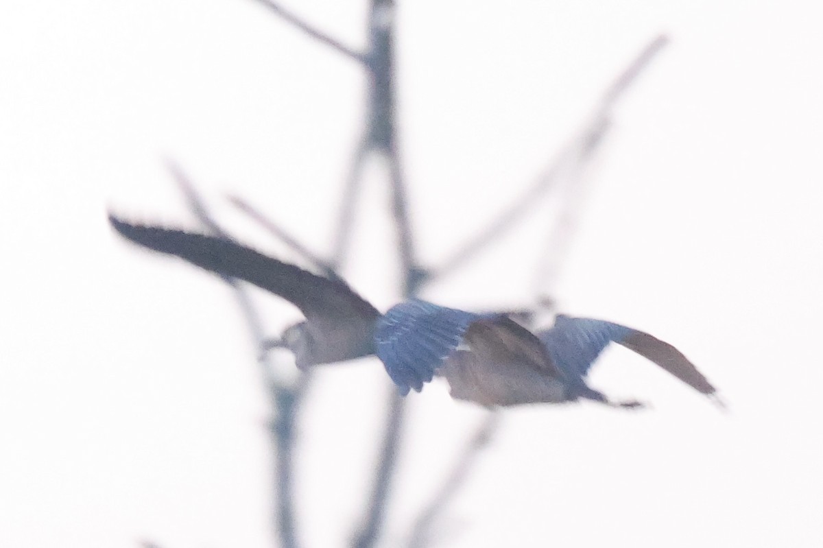 Yellow-crowned Night Heron - ML555516501