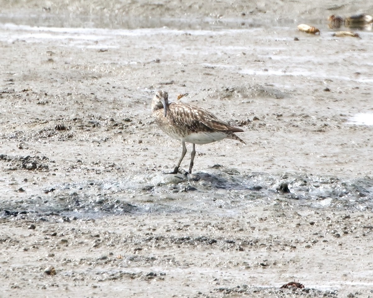 Whimbrel - Terence Degan