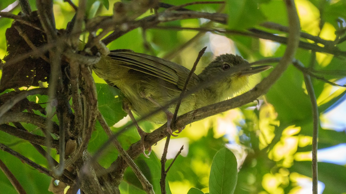 Long-billed Bernieria - ML555517721