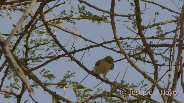 Pájaro Moscón Sudanés - ML555518311