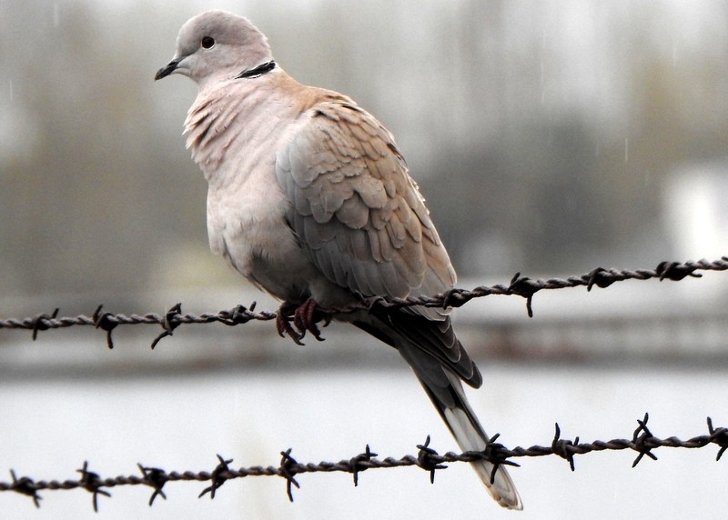 Eurasian Collared-Dove - ML555518821