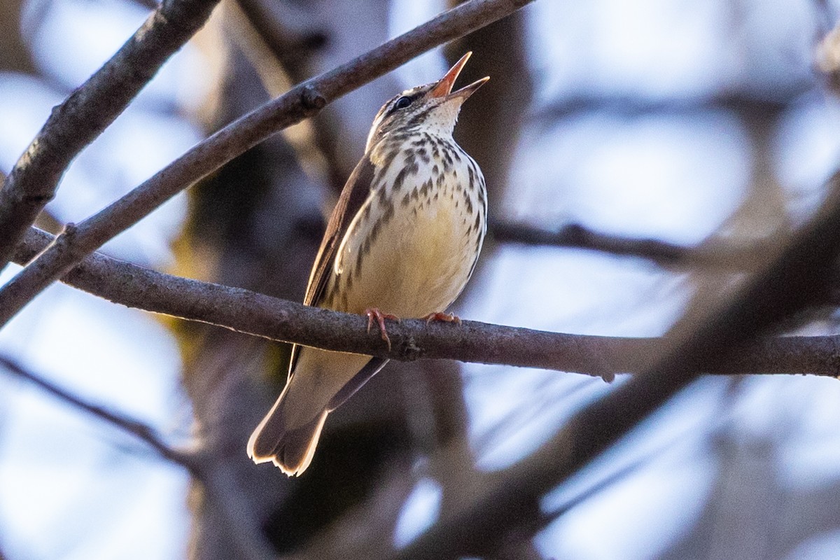 Louisiana Waterthrush - ML555519191