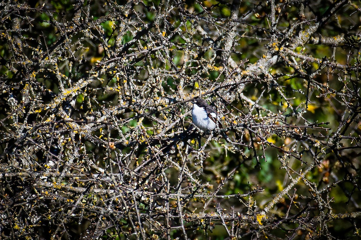 European Pied Flycatcher - Stratis Vavoudis