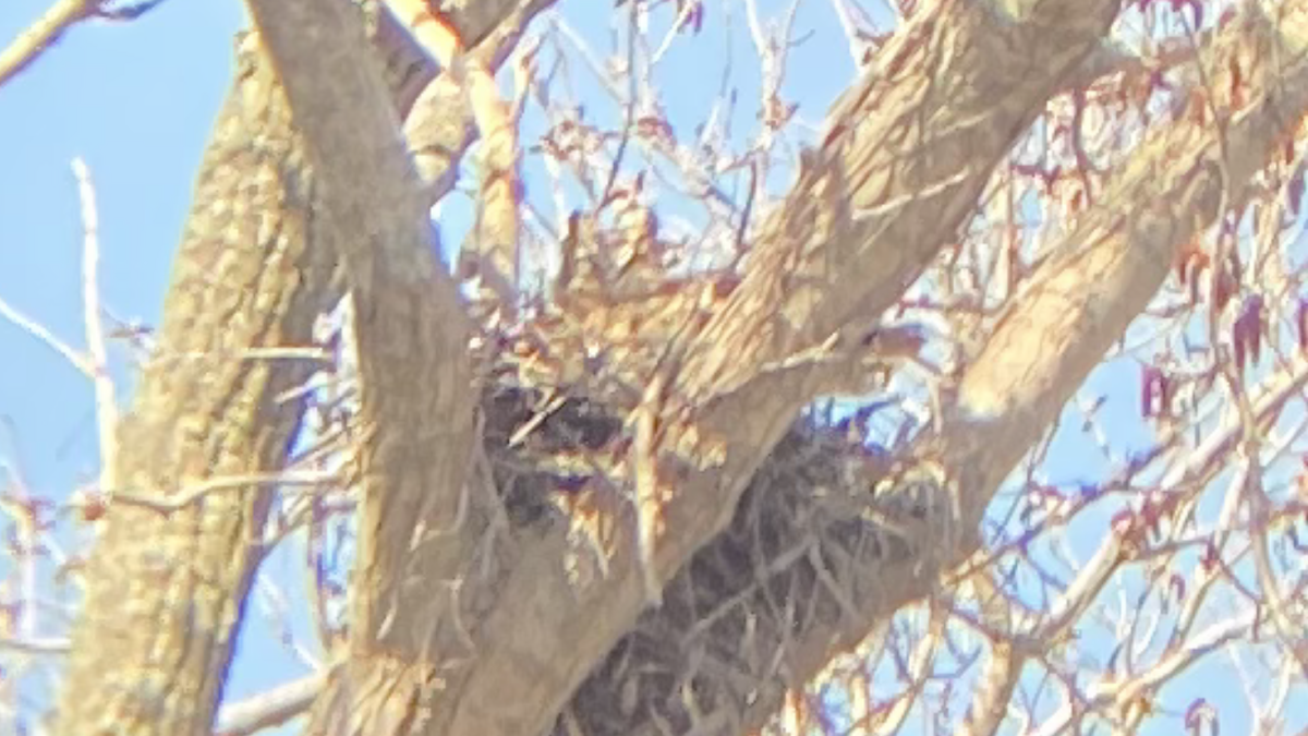 Great Horned Owl - ML555520601