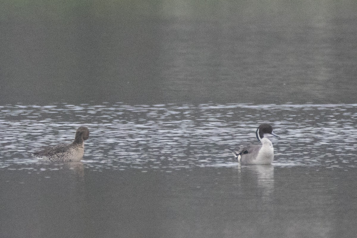 Northern Pintail - Jeff Hullstrung