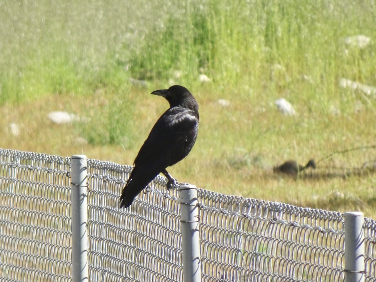 American Crow - ML555520721