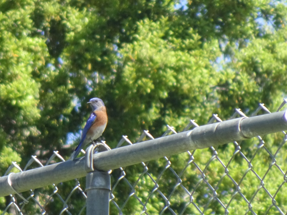 Western Bluebird - Julia Ray