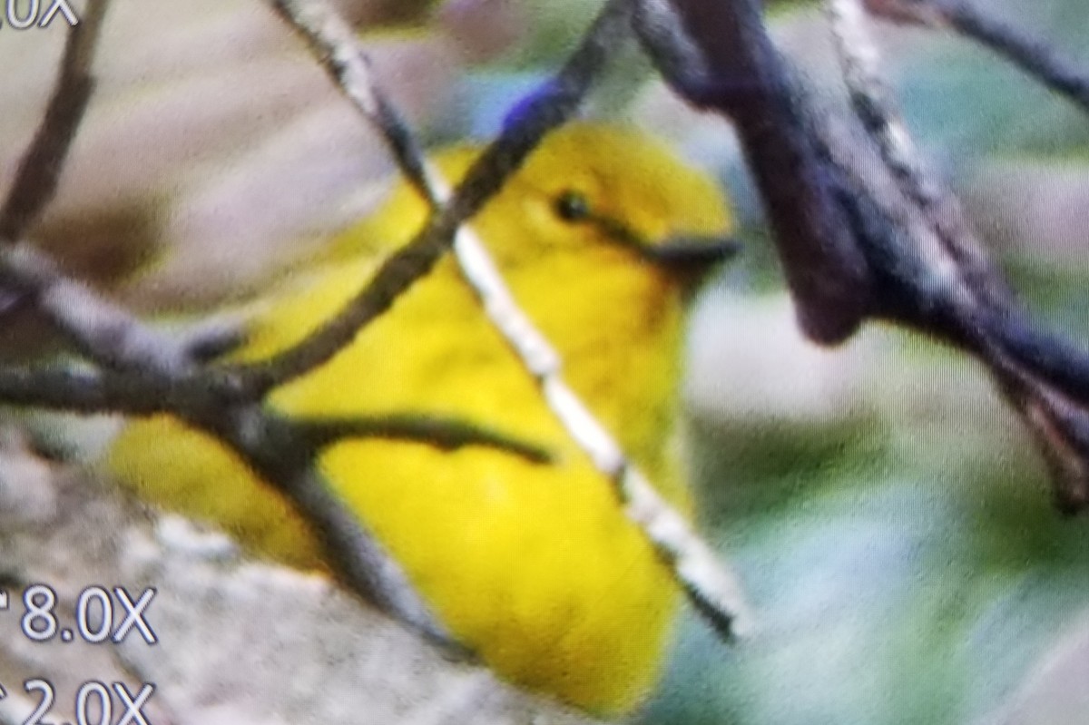 סבכון אורנים - ML555522751