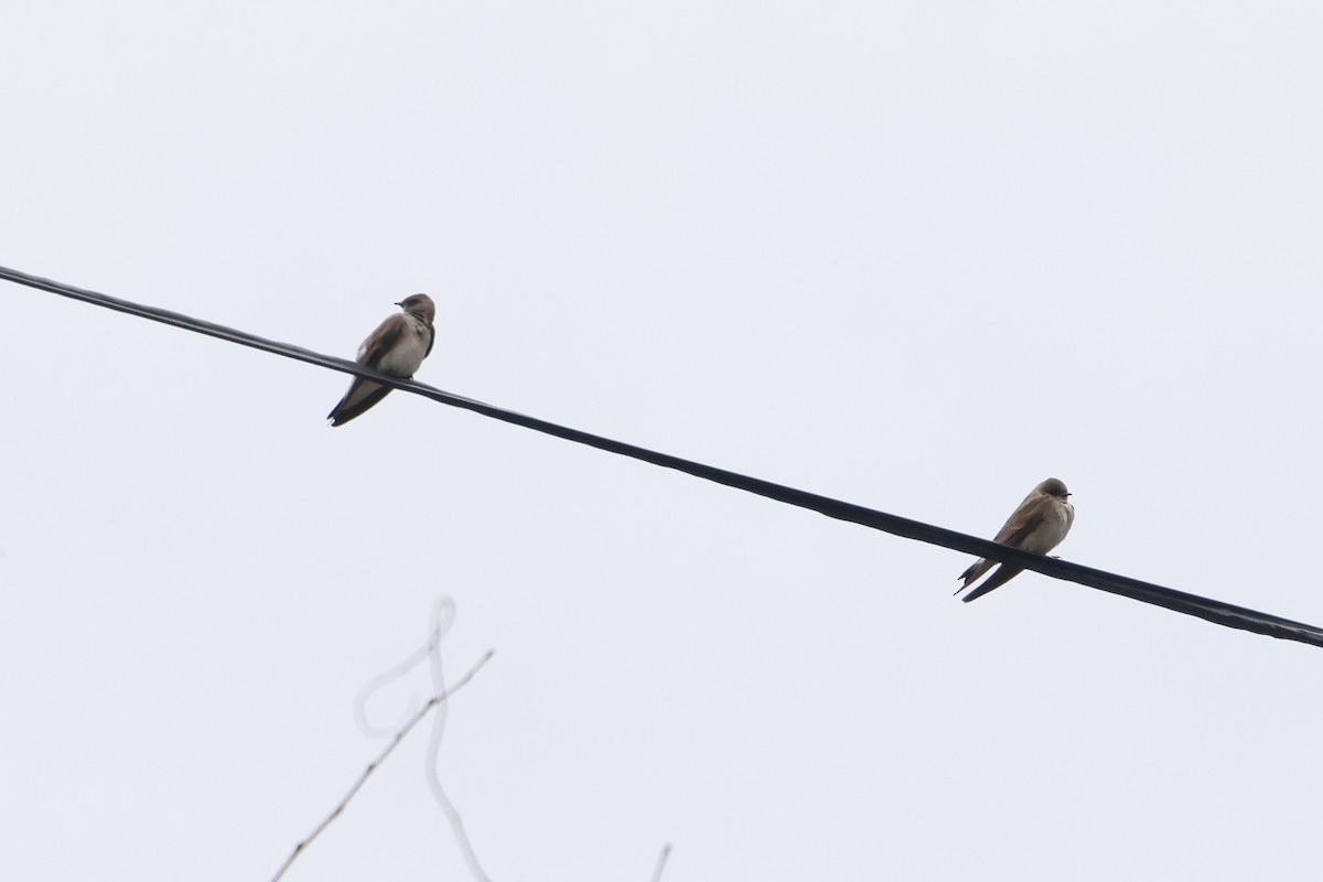 Northern Rough-winged Swallow - Daniel Morton