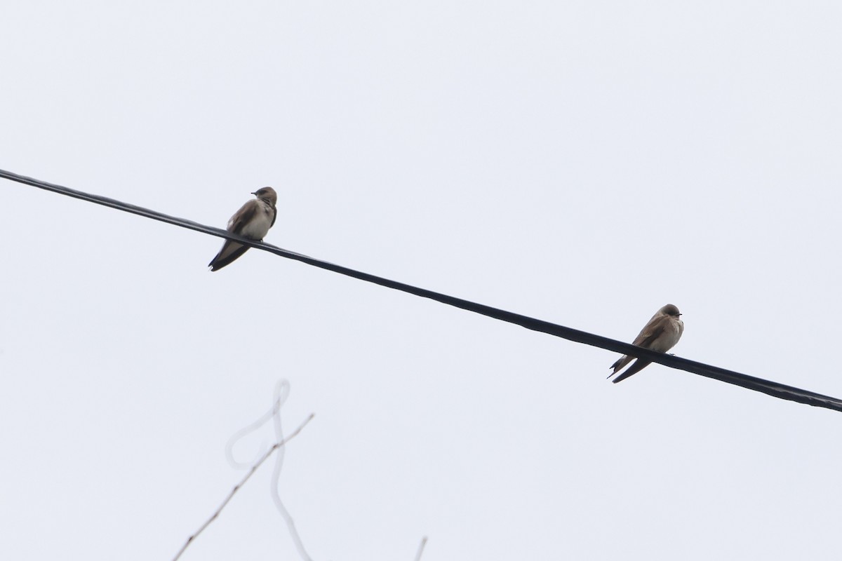 Golondrina Aserrada - ML555523341