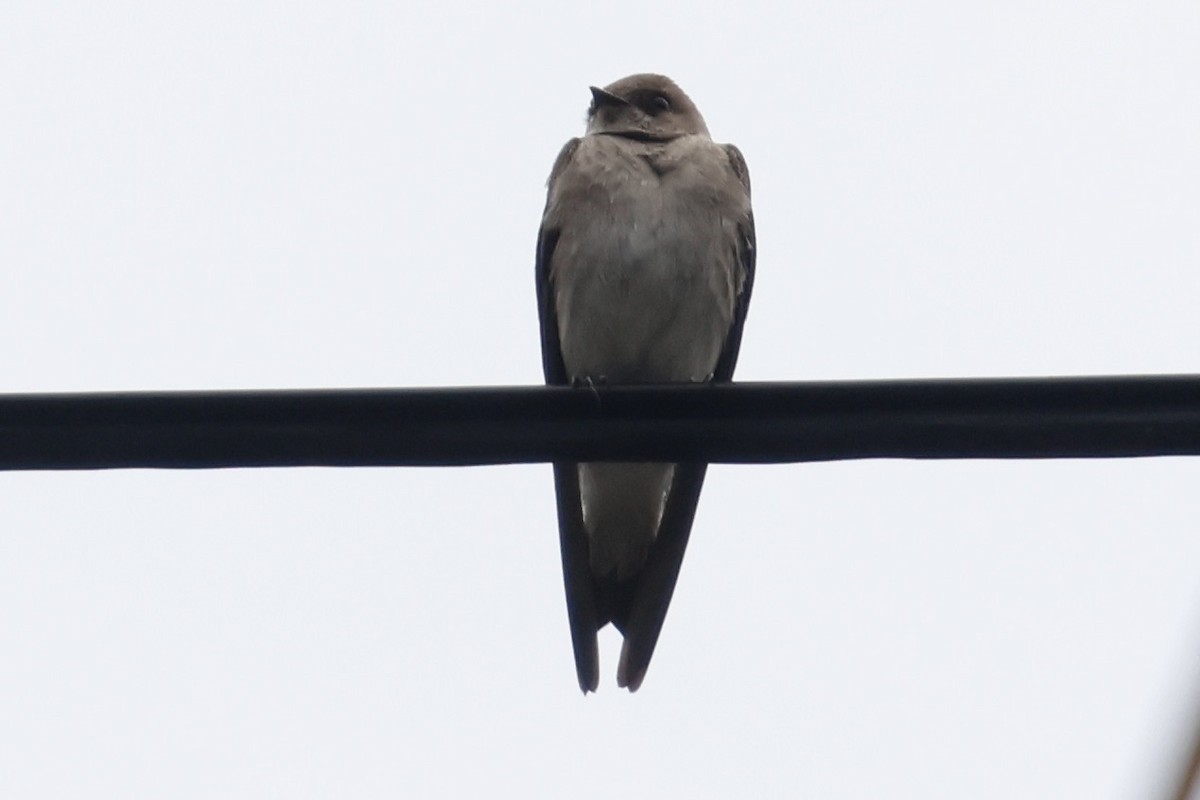 Northern Rough-winged Swallow - ML555523351