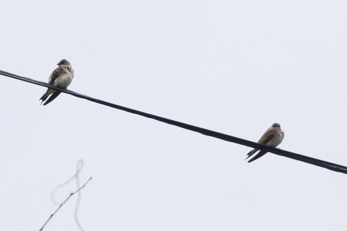 Northern Rough-winged Swallow - ML555523361