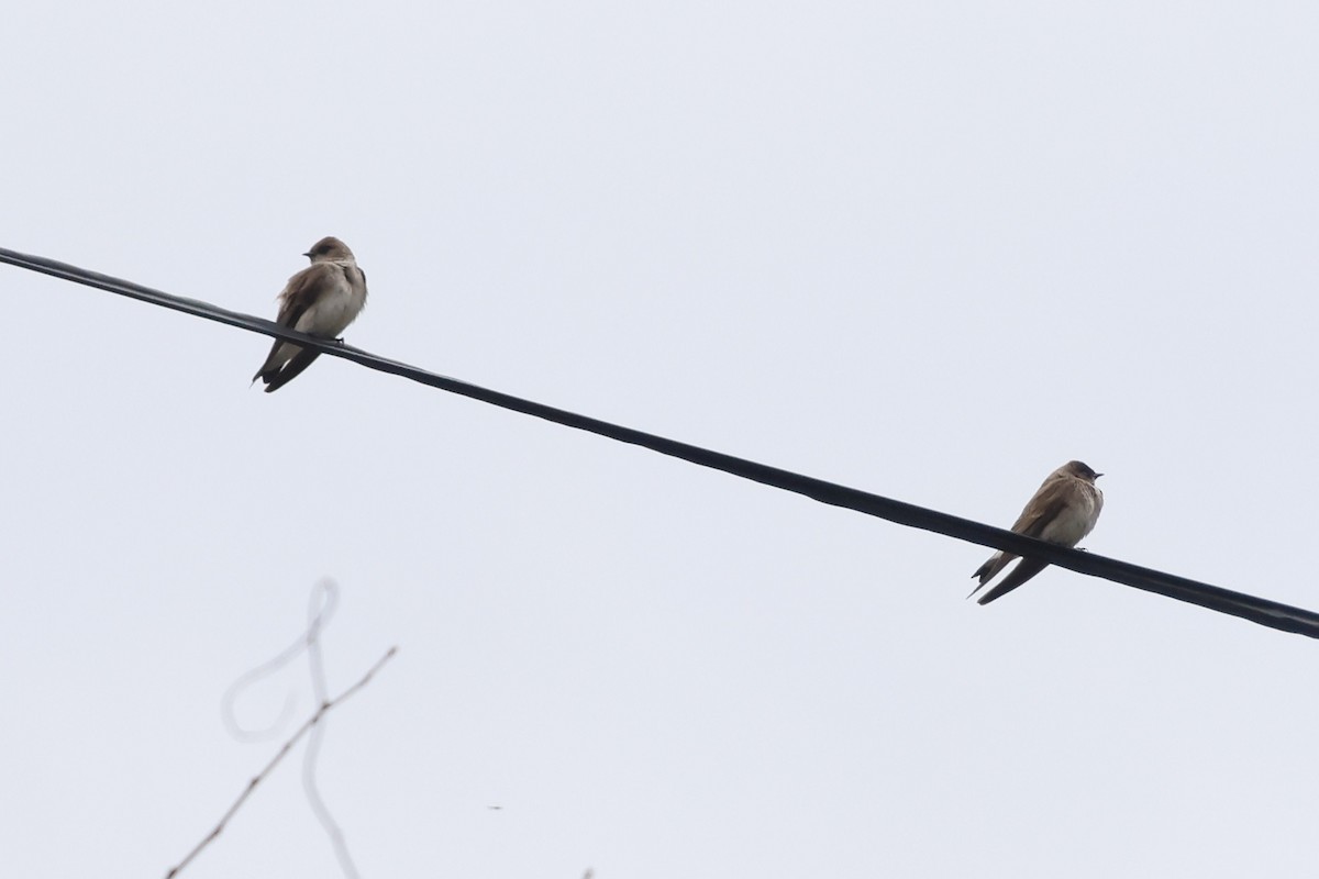 Northern Rough-winged Swallow - ML555523371