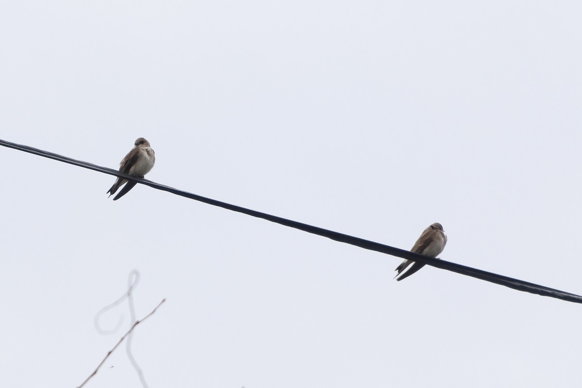 Northern Rough-winged Swallow - ML555523381