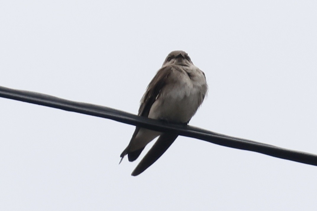 Northern Rough-winged Swallow - ML555523401