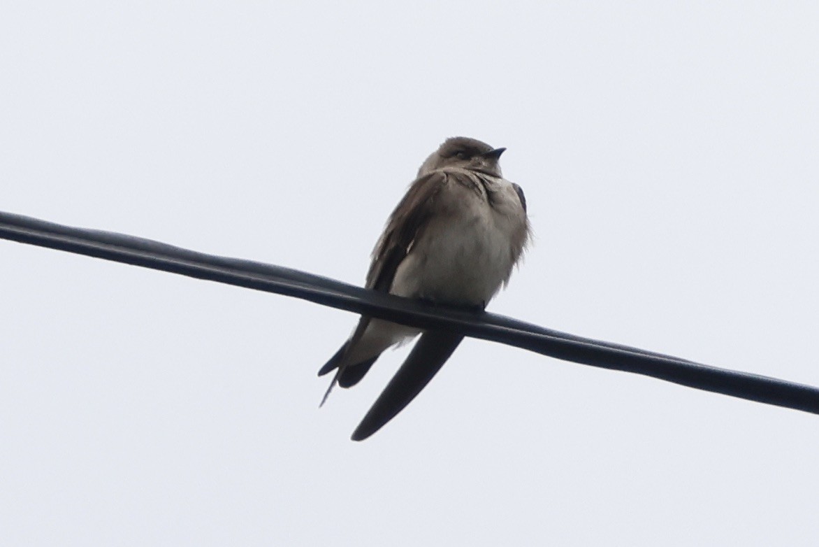 Northern Rough-winged Swallow - ML555523411