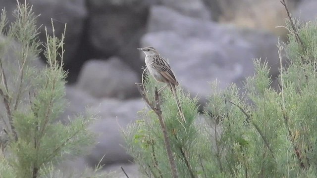 Striated Grassbird - ML555523461