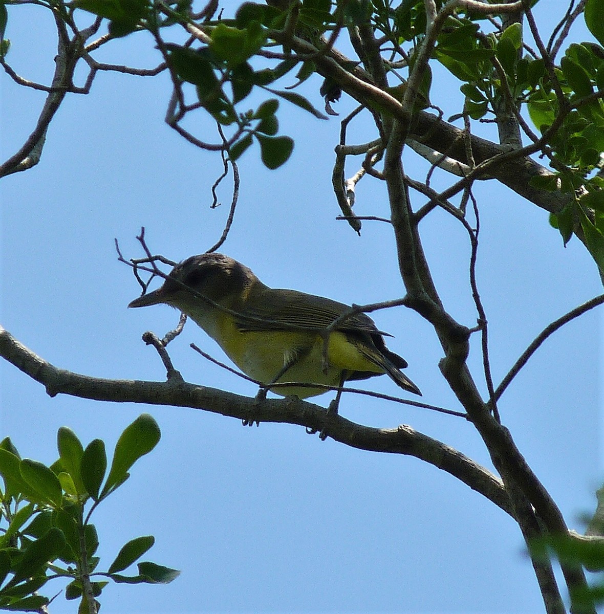 Yellow-green Vireo - ML55552421