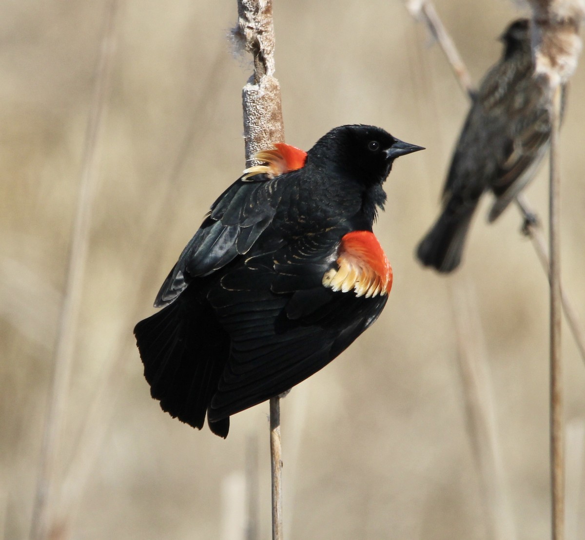 Red-winged Blackbird - ML555524211