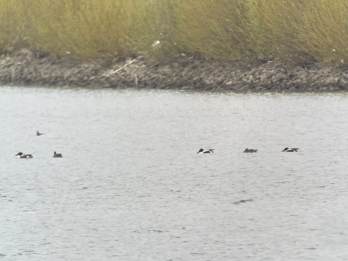 Халбага нугас - ML555524231