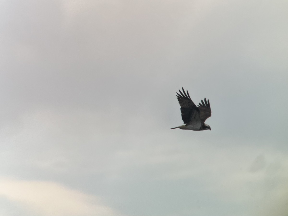 Загасч явлаг - ML555524311