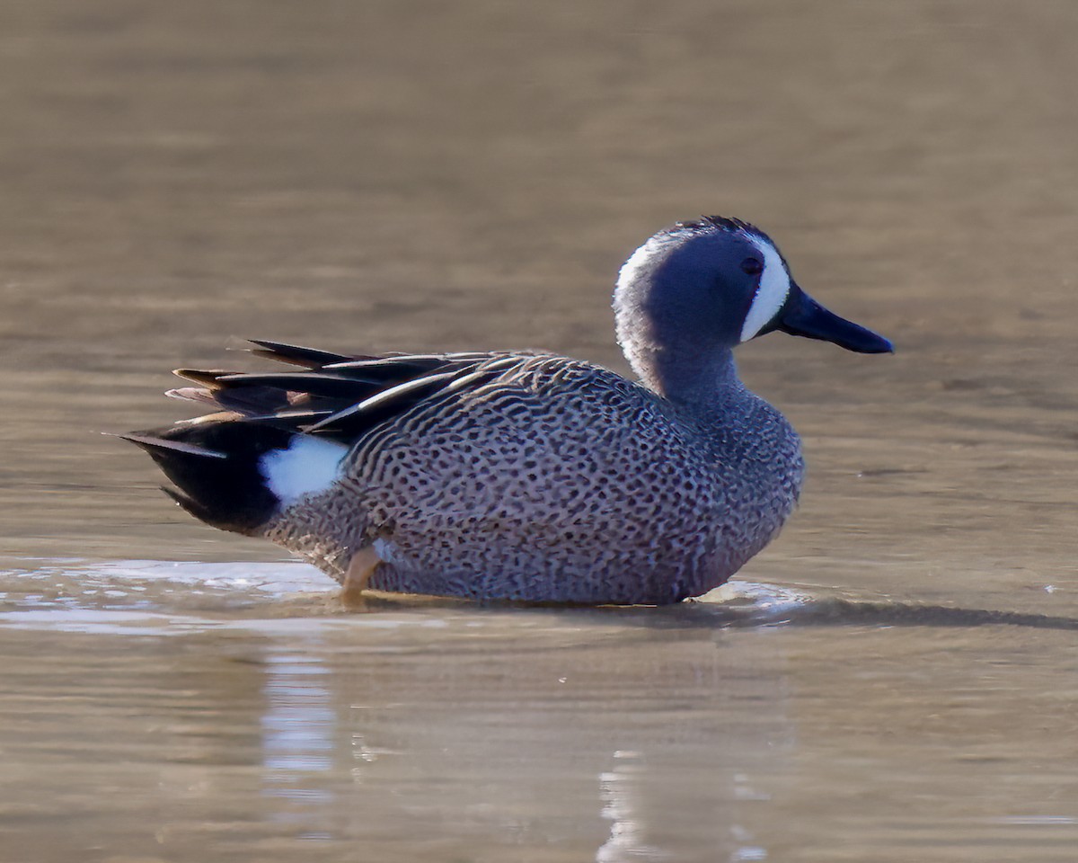 Blue-winged Teal - Kelly White