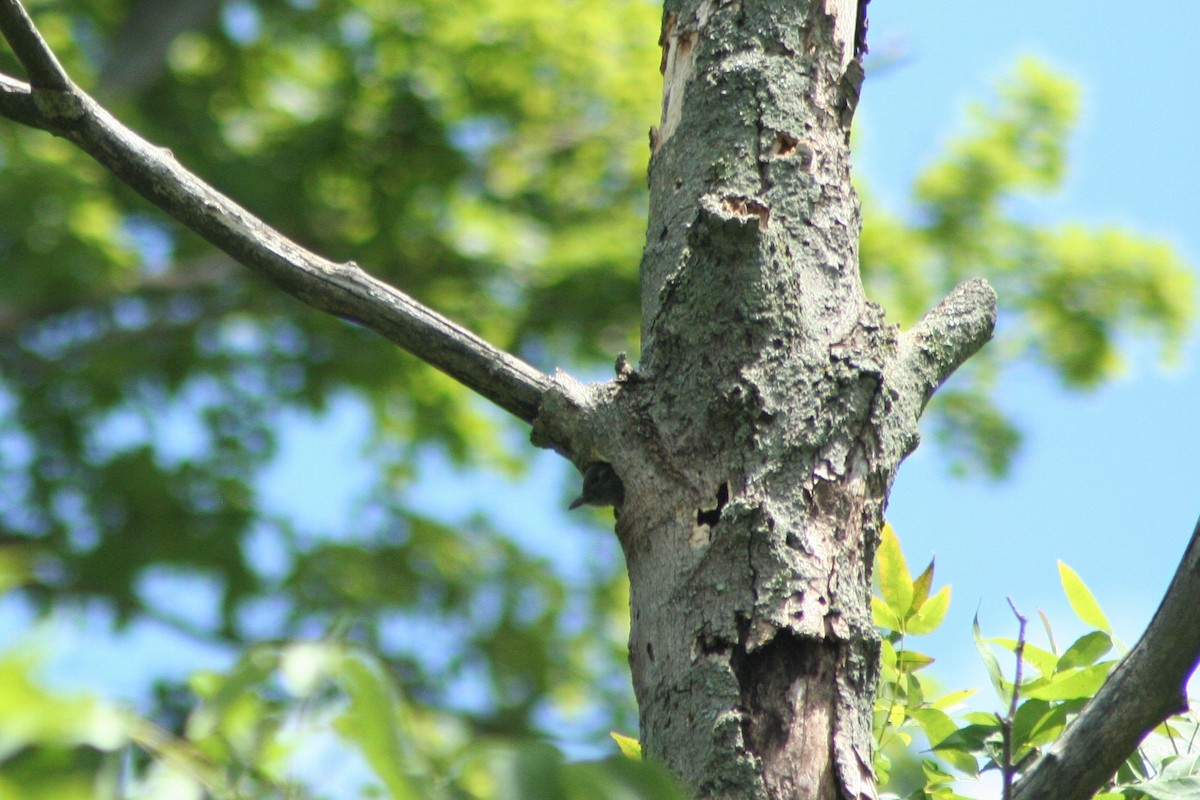 Red-headed Woodpecker - ML555524571