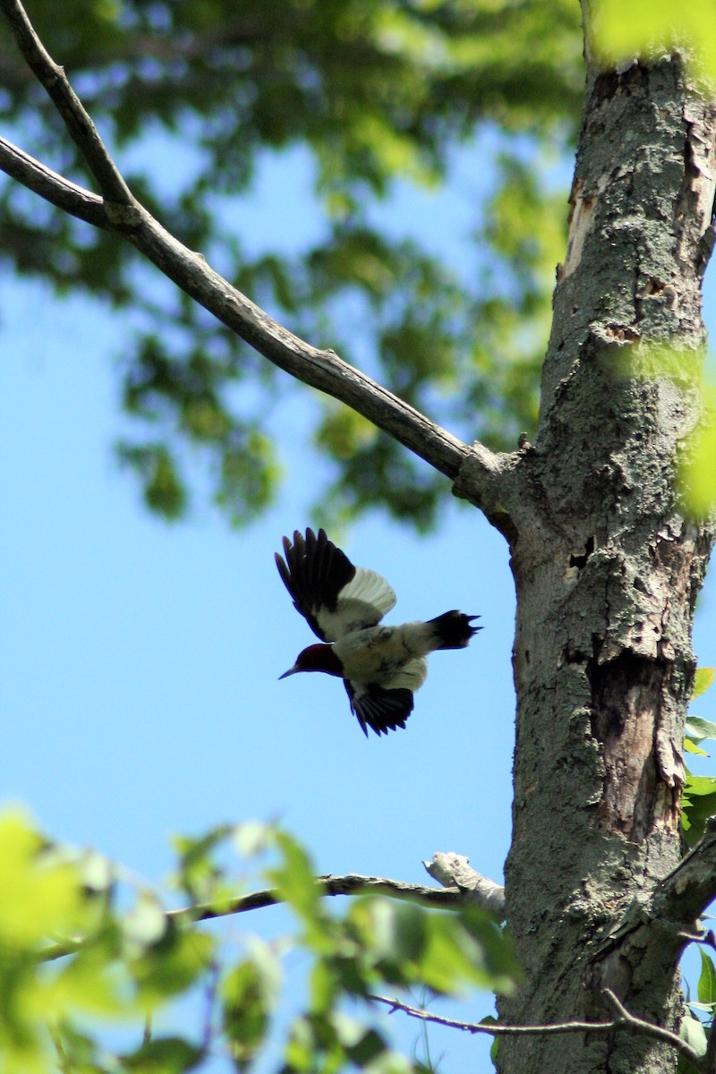 Red-headed Woodpecker - Anna Wittmer