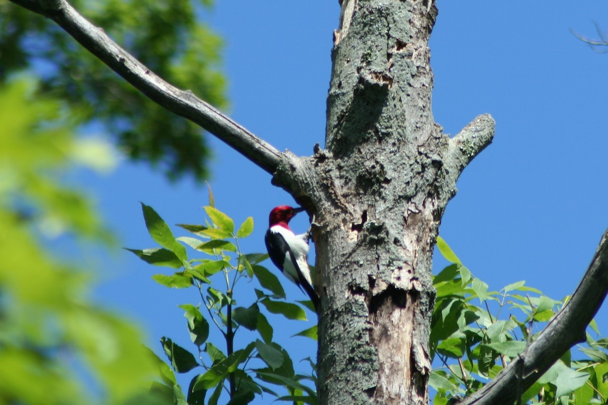 Red-headed Woodpecker - Anna Wittmer