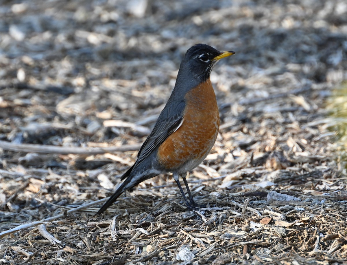 American Robin - ML555524831