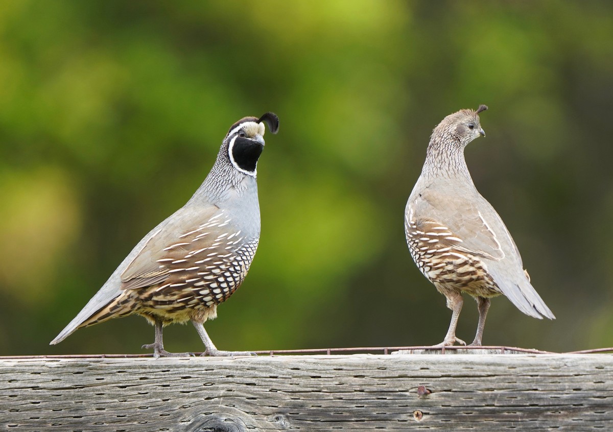 California Quail - ML555525001