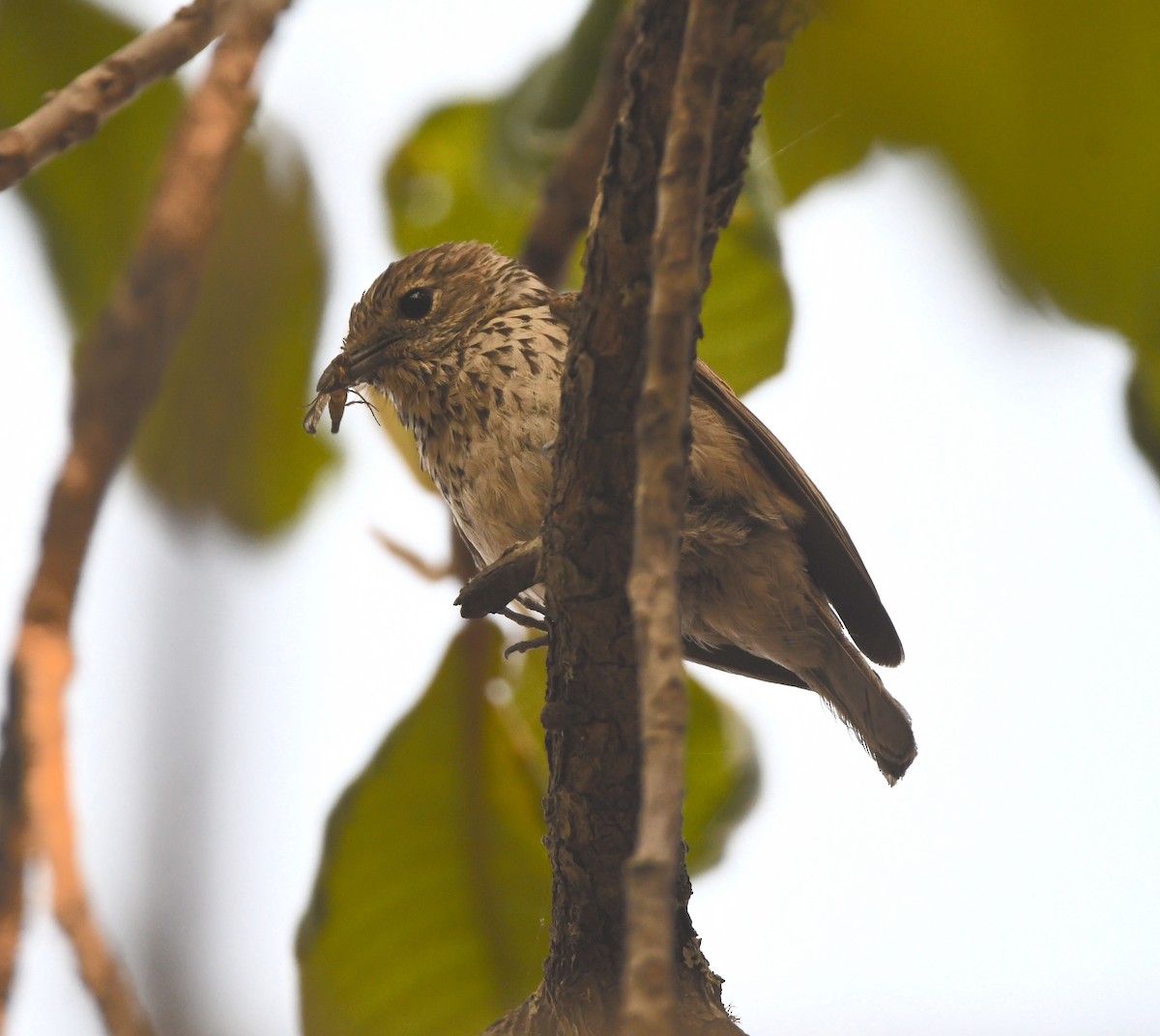 Böhm's Flycatcher - Gabriel Jamie