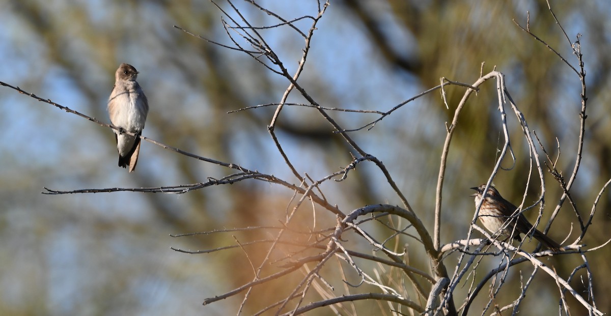 Song Sparrow - ML555525361