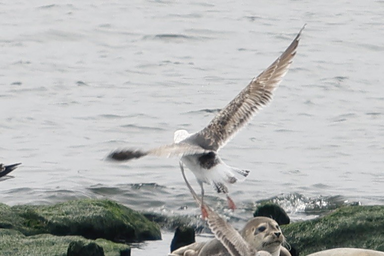 Great Black-backed Gull - ML555525531