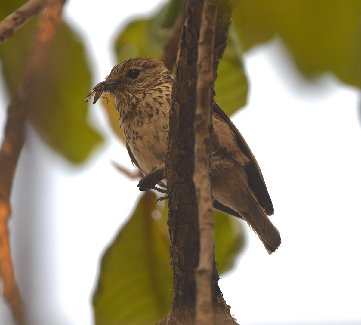 Böhm's Flycatcher - Gabriel Jamie