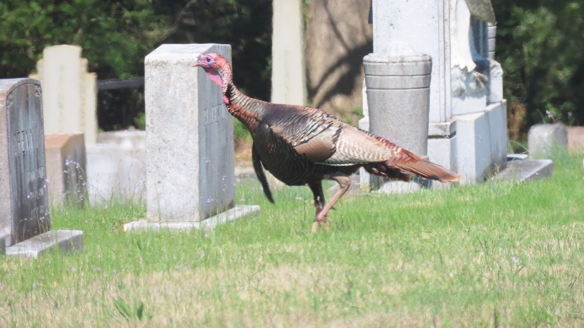 Wild Turkey - ML555525771