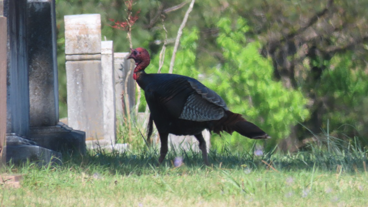 Wild Turkey - ML555525781