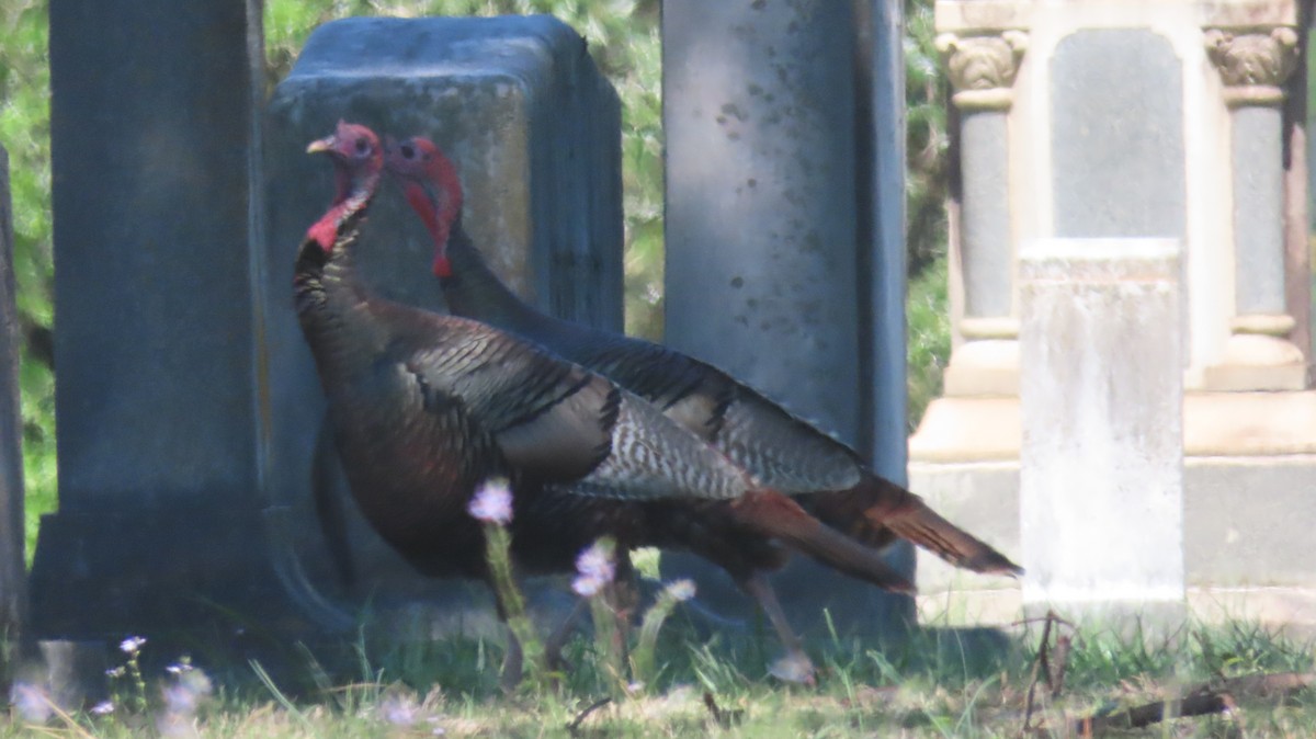 Wild Turkey - ML555525791