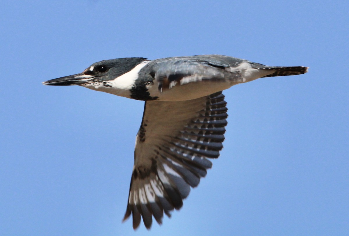 Belted Kingfisher - ML555526061