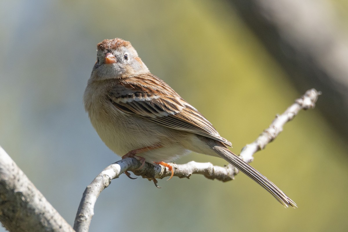 Field Sparrow - ML555526411