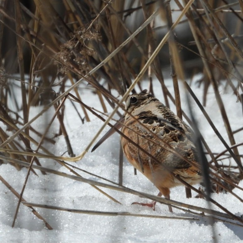 American Woodcock - ML555526461