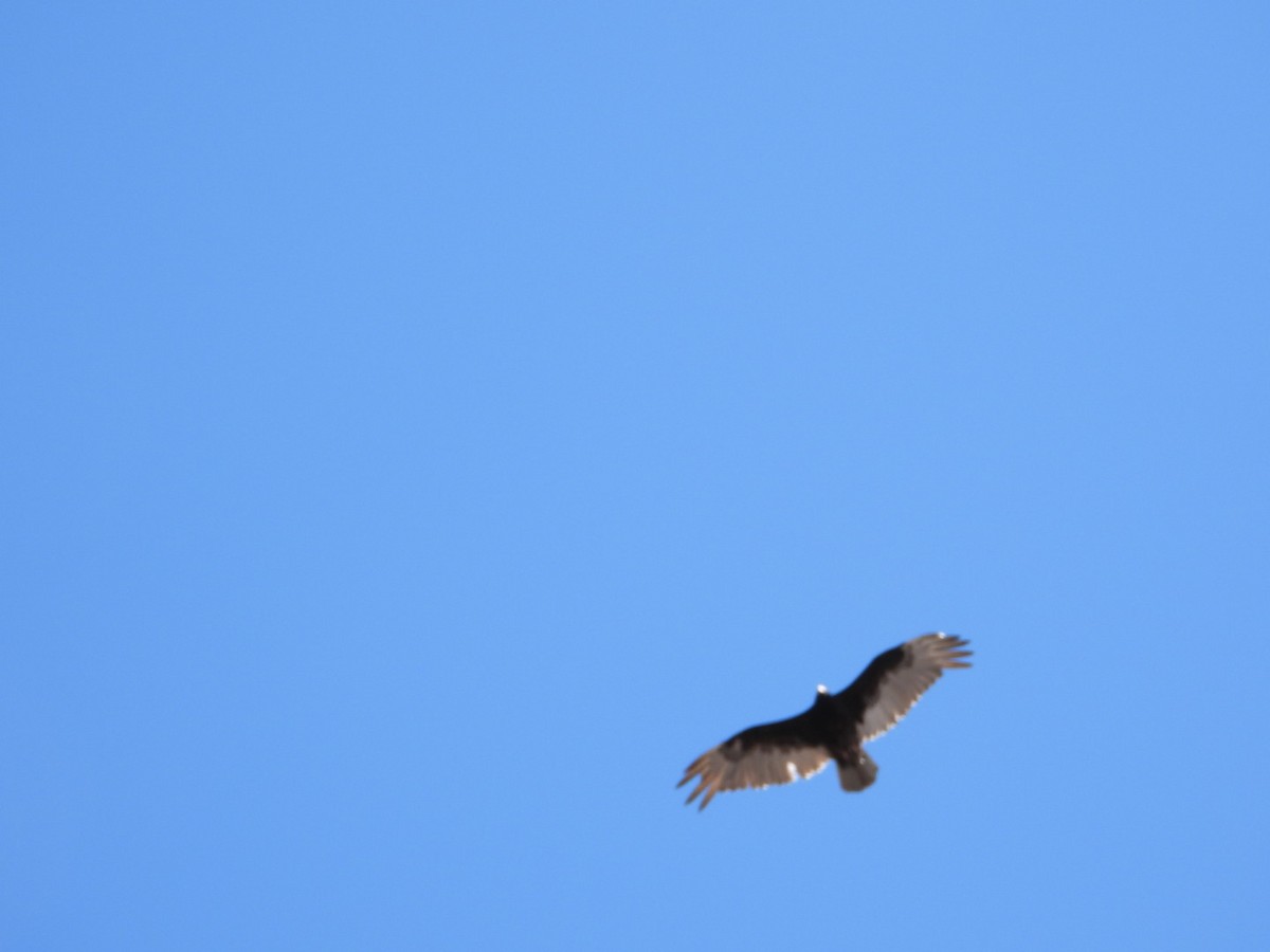 Turkey Vulture - ML555526611