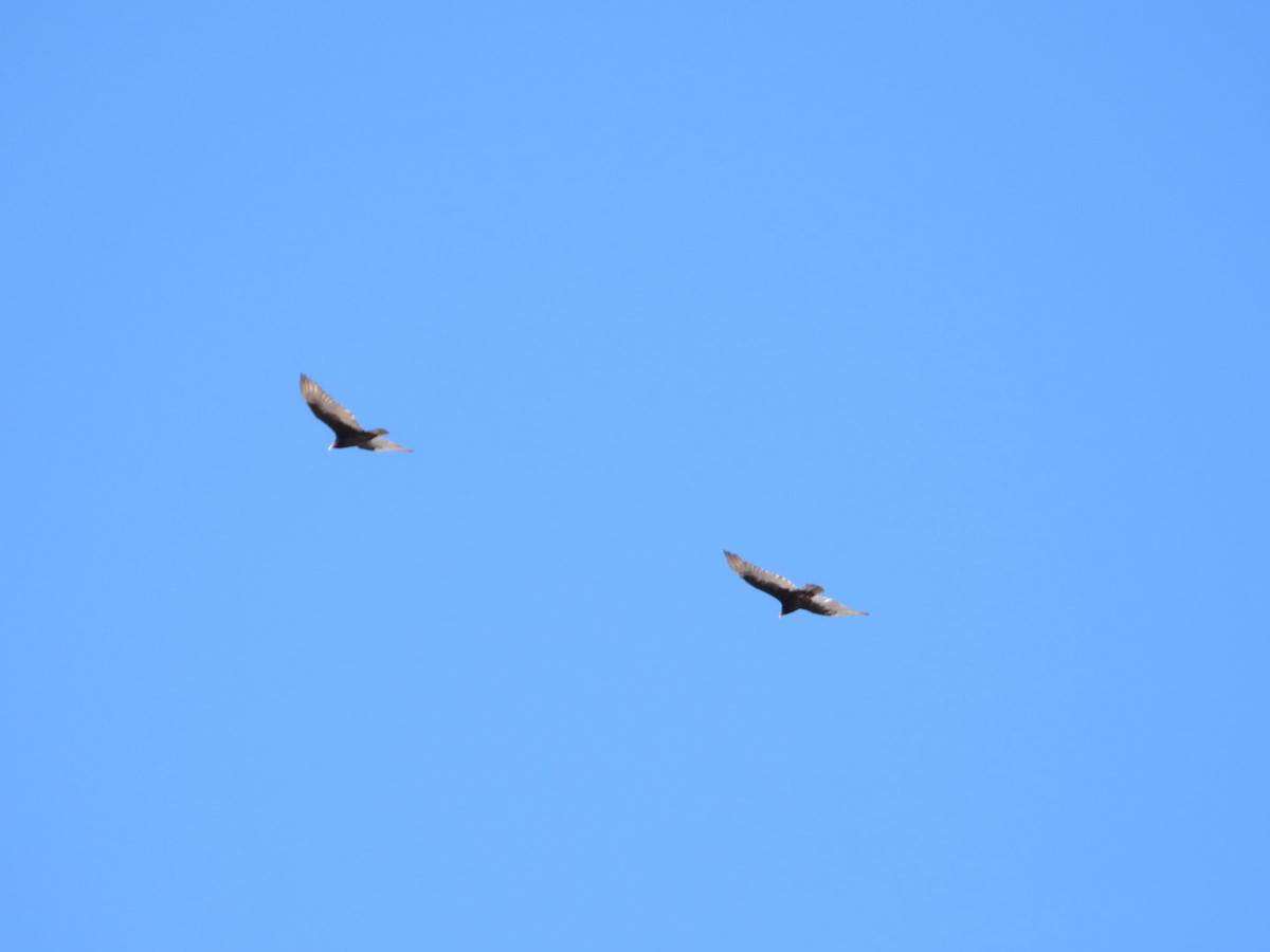 Turkey Vulture - ML555526751