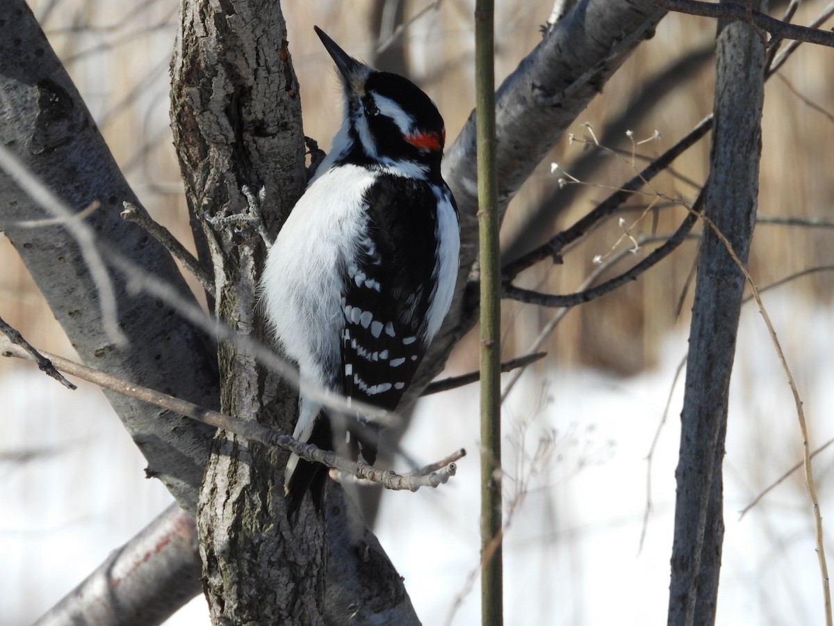 Hairy Woodpecker - ML555526911