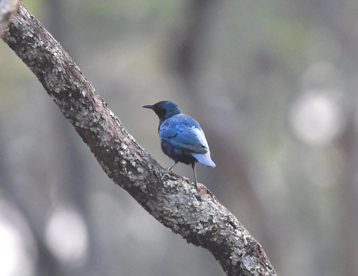 Sharp-tailed Starling - ML555526951