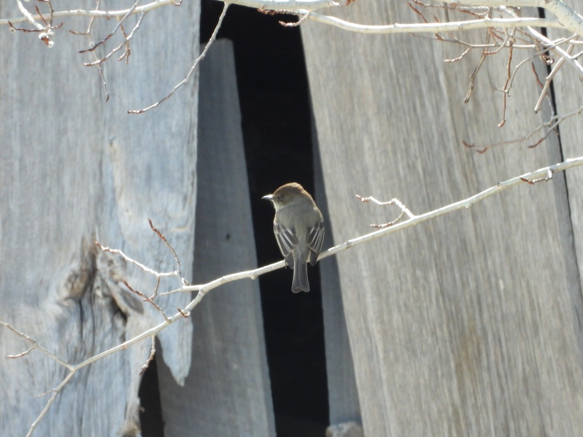 Eastern Phoebe - ML555526981